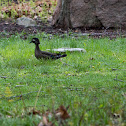 Wood duck (female)