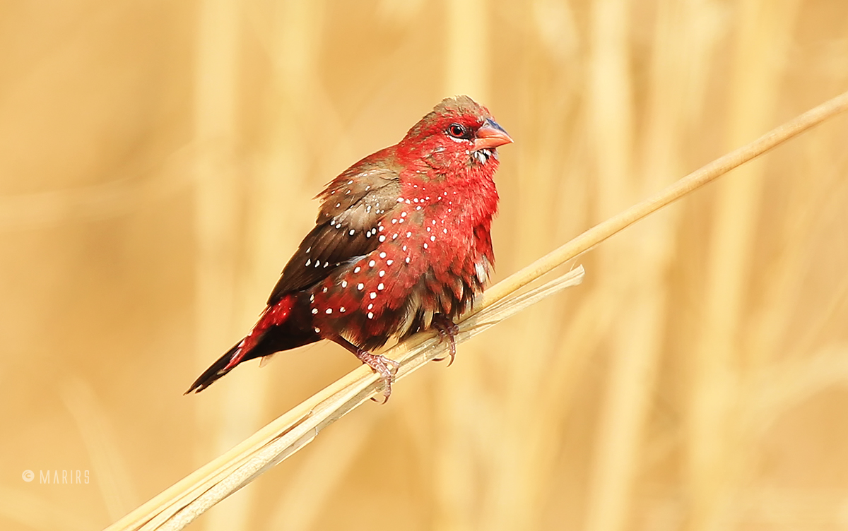 Red avadavat - Male
