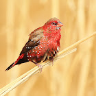 Red avadavat - Male