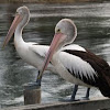Australian Pelican