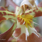 Orquídea de Bogotá (Orchid of Bogotá)