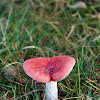 Russula