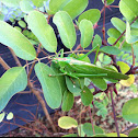 Grünes Heupferd Great green bush cricket