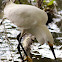 Snowy Egret