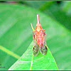 Long-nosed Dictyopharid Planthopper