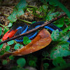 Blue Malaysian Coral Snake