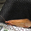 Northern Caddisfly