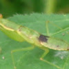 grasshopper -mimic mantis