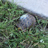 Ornate Box Turtle