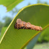Cone Case Moth Larva
