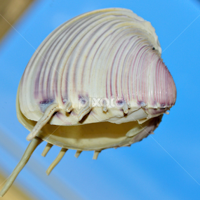 by Michelle Farmer - Nature Up Close Other Natural Objects