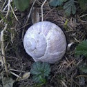 Burgundy Snail