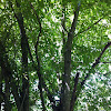 Small leaf linden tree