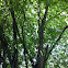Small leaf linden tree