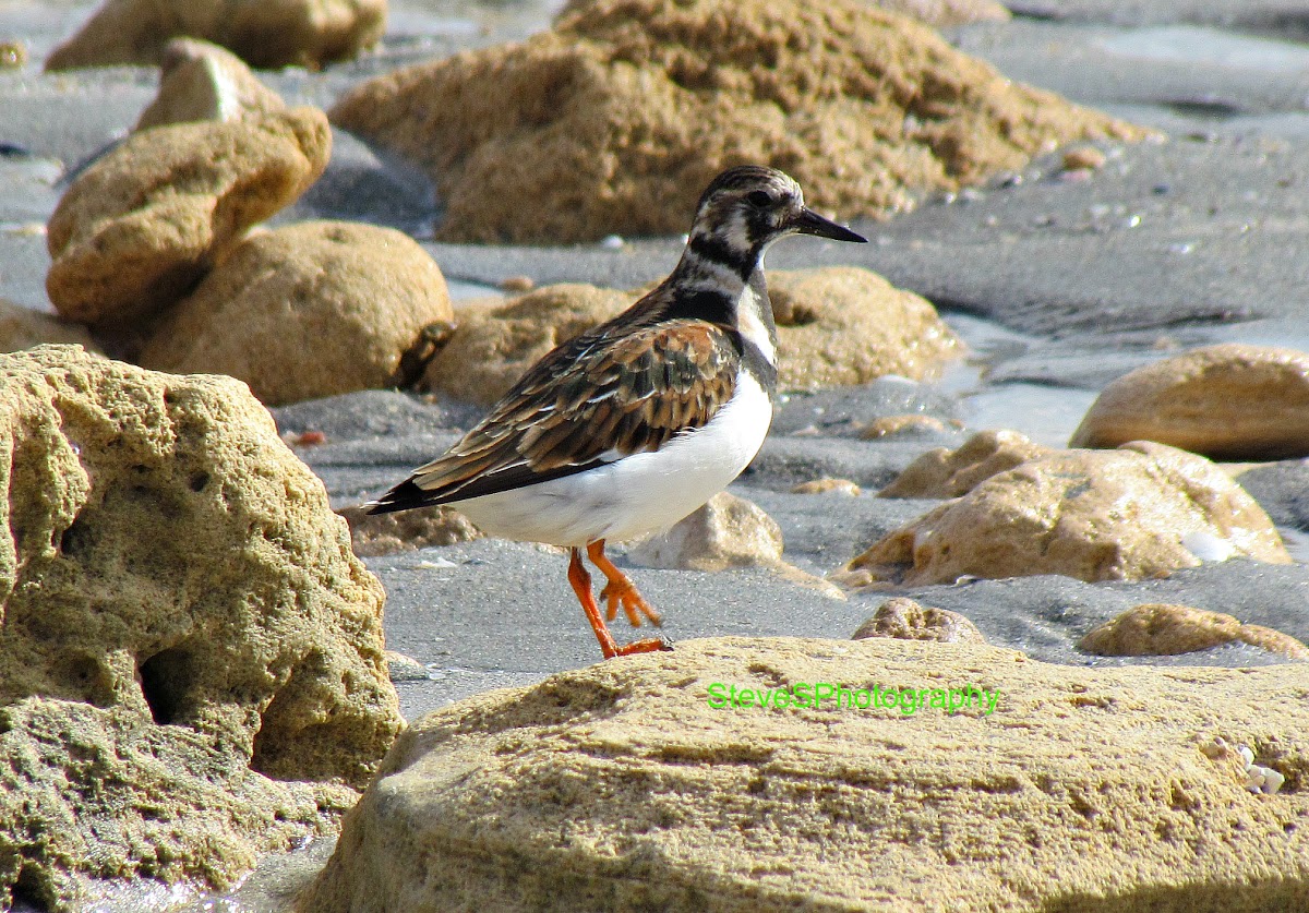 Ruddy Turnstone