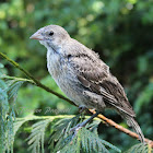 House Finch (Juvenile)