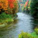 Forest Stream Nature Live Wall
