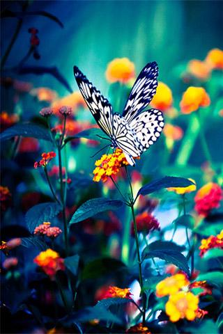Download The Flower Live Wallpapers Android Apps On Nonesearchcom