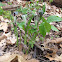 Jack in the pulpit