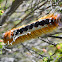 Cape Lappet Moth Caterpillar