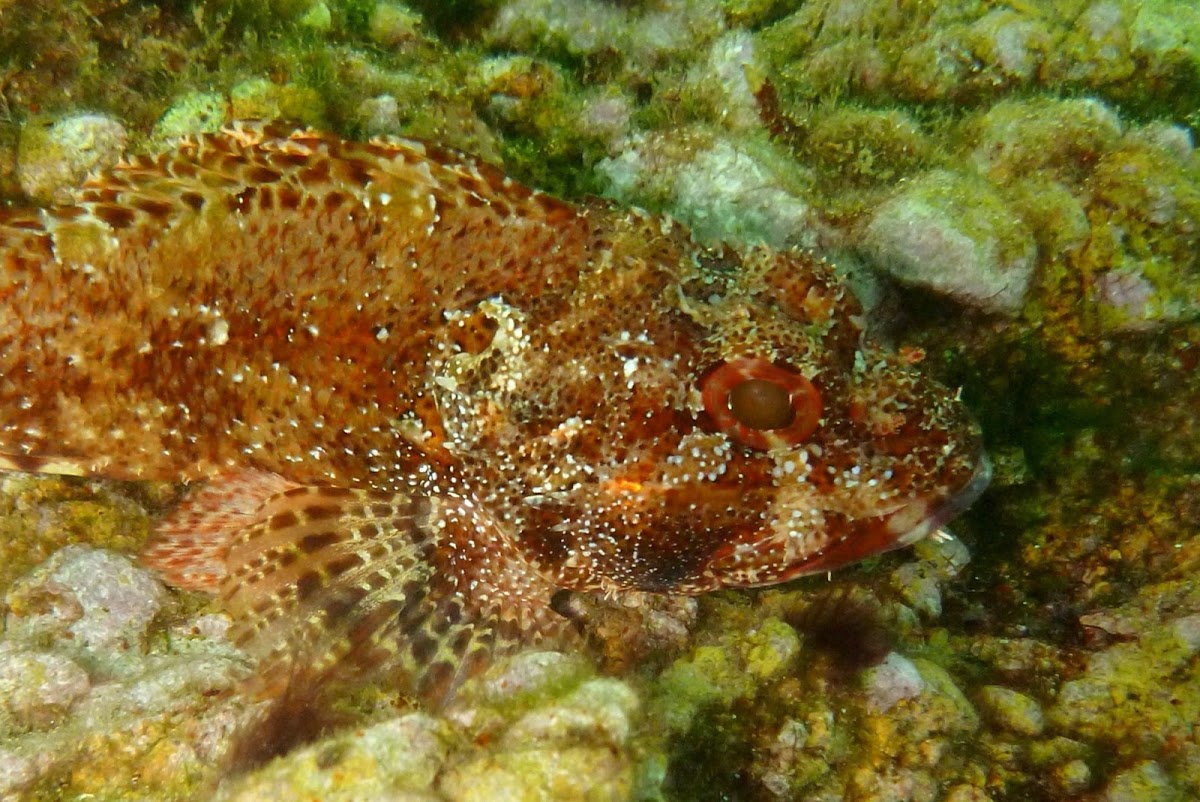 Red scorpionfish. Cabracho