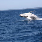 Humpback Whale