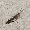 Northern Green-striped Grasshopper (male)