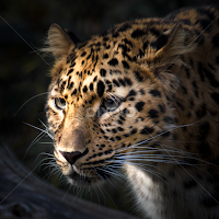 That Stare! by Gary Hanson - Animals Lions, Tigers & Big Cats