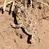 Texas Horned Lizard