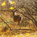 Eastern White-tail Deer (Doe)