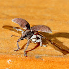 Eucalyptus weevil outstretched