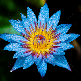by Asher Jr Salvan - Flowers Single Flower