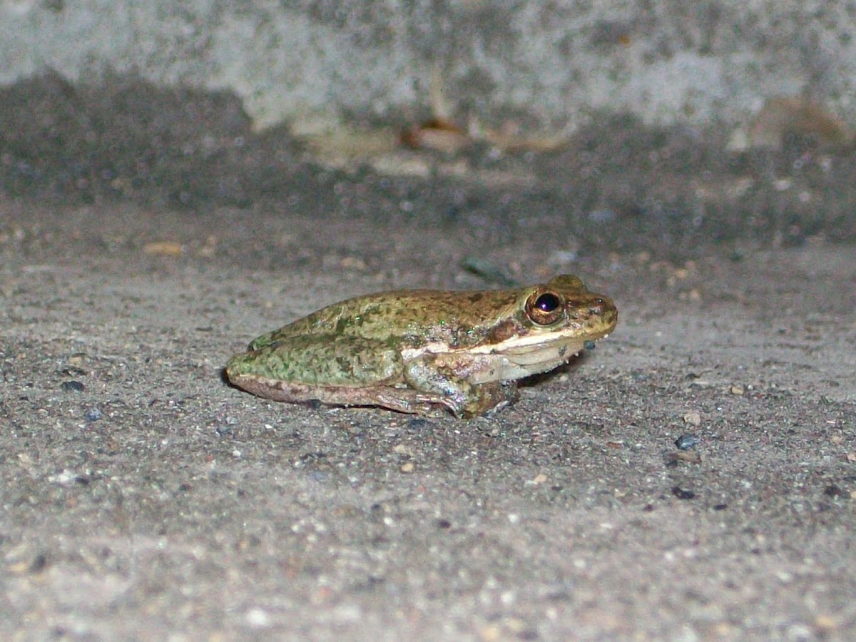 Squirrel Treefrog