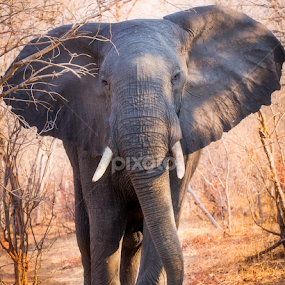 Massive elephant on trail in African bush close up by Marjorie Speiser - Animals Other Mammals