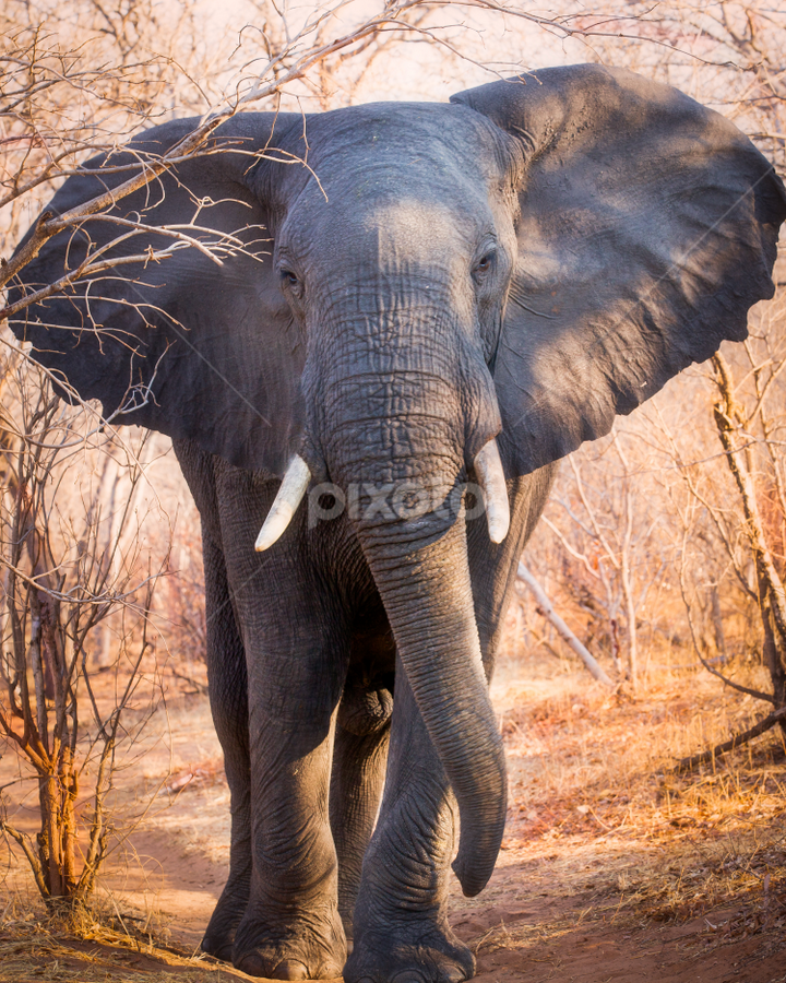 Massive elephant on trail in African bush close up by Marjorie Speiser - Animals Other Mammals
