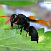 Black Potter Wasp
