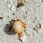 Caribbean Hermit crab