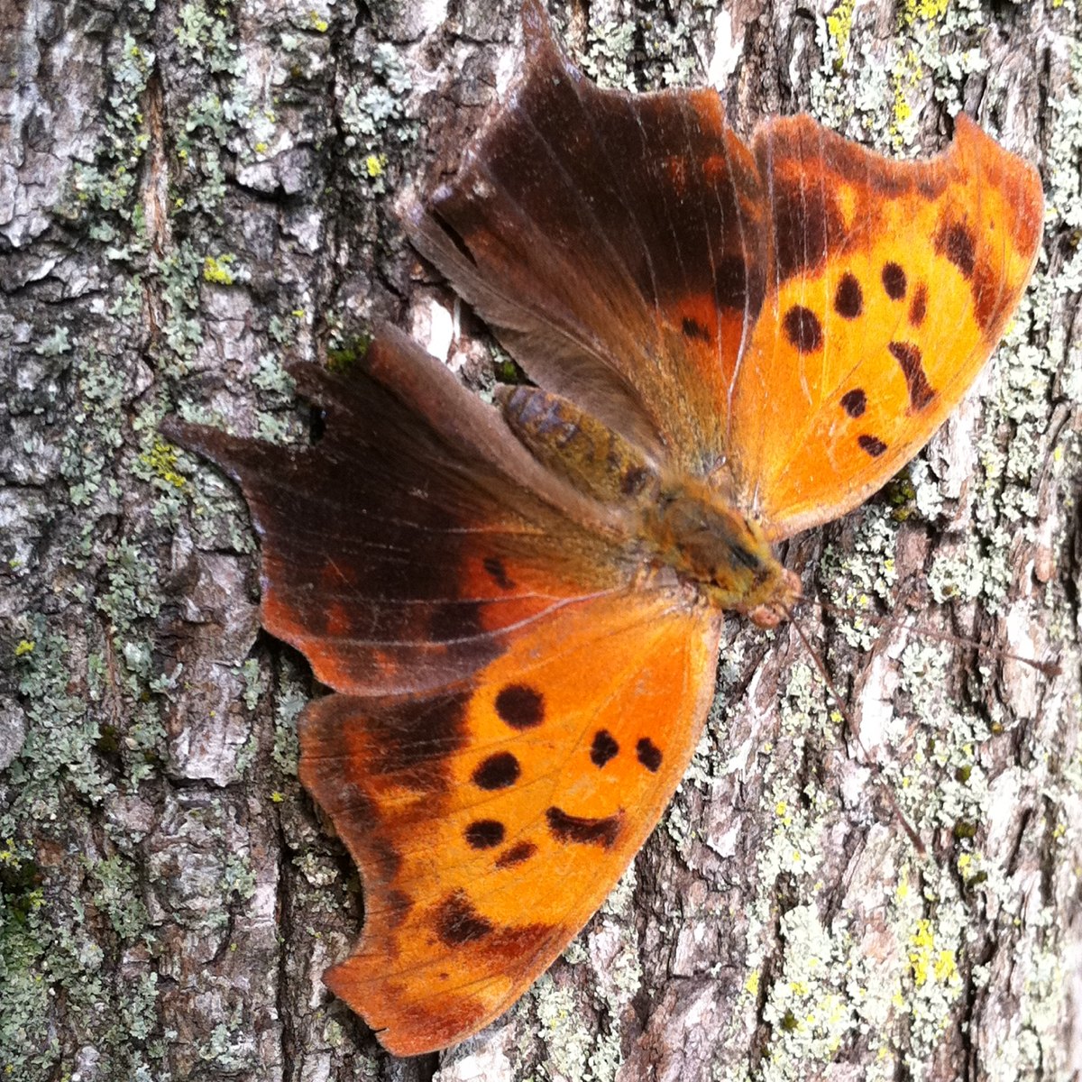 Question Mark Butterfly 
