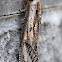 Wood Moth