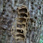 Mud dauber wasp's 'nest'