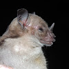 Pale Spear-Nosed Bat
