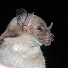 Pale Spear-Nosed Bat