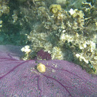 purple sea fan