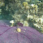 purple sea fan