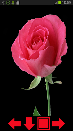 Beautiful Roses HD Wallpapers