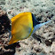 Longnose Butterflyfish