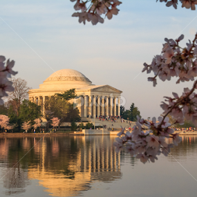 Jefferson Memorial by Michael Sharp - Buildings & Architecture Statues & Monuments