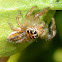 Jumping spider