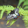 Dingy Swallowtail