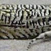 Coastal Phaneta Moth